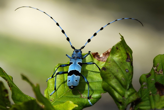 Rosalia_alpina_Big
