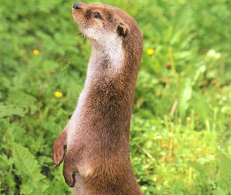 lontra_Big