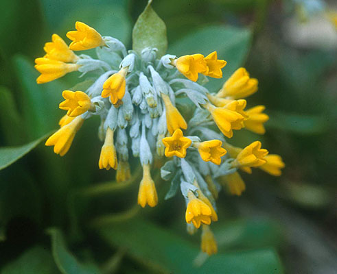 primula_palinuro_big